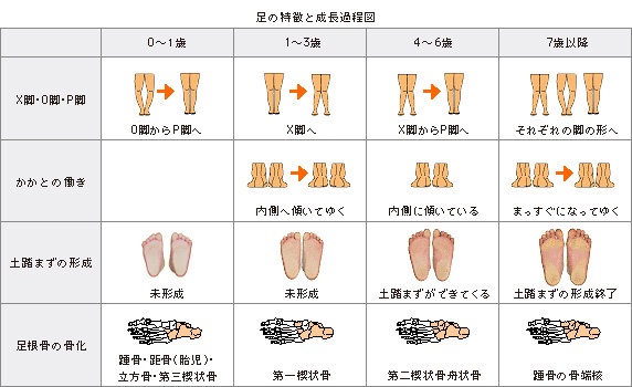 足の特長と成長過程図