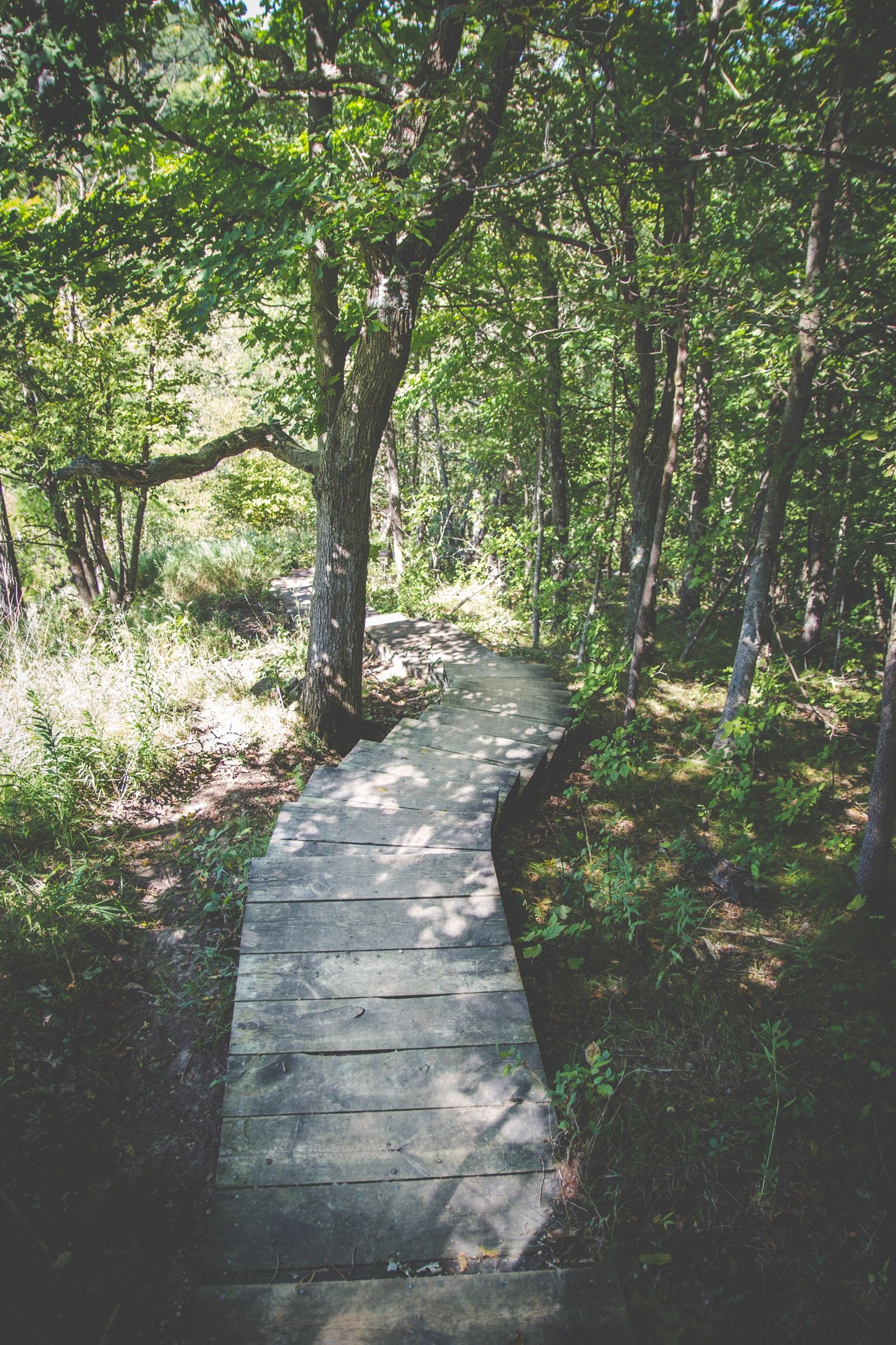 shady running trail to stay cool